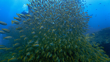 Underwater photo of a huge school of fish (Yellow Snappers) at a coral reef.