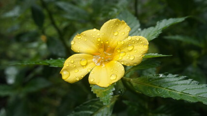 Una flor en la ducha