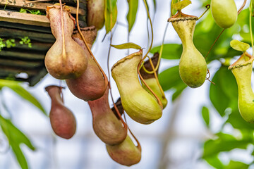 Nepenthes in Conservatory of Flowers in San Francisco.