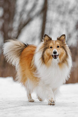 Shetland sheepdog in the snow. Dog portrait in the winter time.