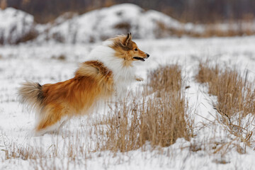 Dog shepherd jumping over an obstacle. Fluffy shetland sheepdog jumping in the snow.