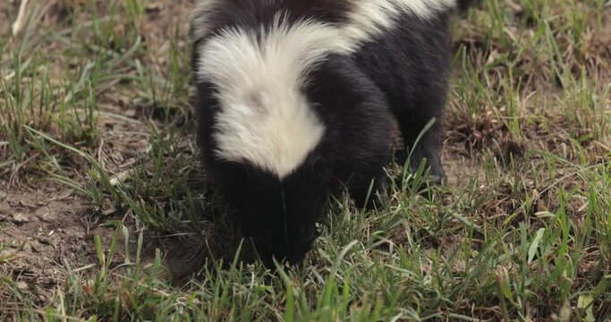 Striped Skunk Sniffing on the Ground