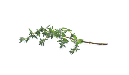 Fresh green thyme sprig isolated on white