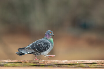 pigeon in the park