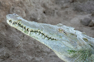 Fototapeta premium Female American Crocodile in the Tarcoles River, Costa Rica