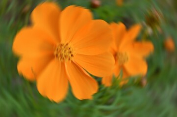 Radial Blurry Colored Floral Background Of Cosmos Sulphureus. Art Image. Spring Season Concept. Defocused.