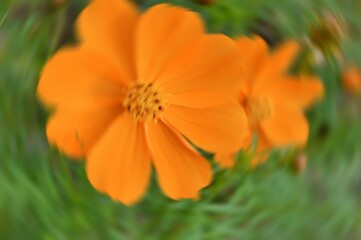 Radial Blurry Colored Floral Background Of Cosmos Sulphureus. Art Image. Spring Season Concept. Defocused.