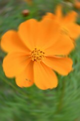 Radial Blurry Colored Floral Background Of Cosmos Sulphureus. Art Image. Spring Season Concept. Defocused.