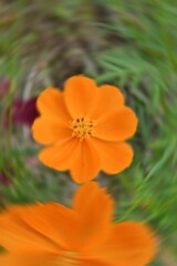 Radial Blurry Colored Floral Background Of Cosmos Sulphureus. Art Image. Spring Season Concept. Defocused.