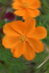 Radial Blurry Colored Floral Background Of Cosmos Sulphureus. Art Image. Spring Season Concept. Defocused.