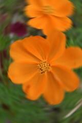 Radial Blurry Colored Floral Background Of Cosmos Sulphureus. Art Image. Spring Season Concept. Defocused.