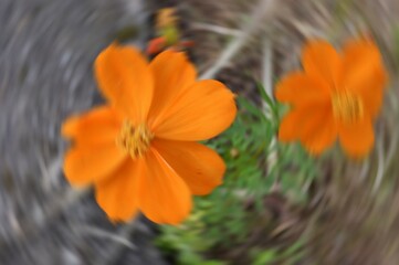 Radial Blurry Colored Floral Background Of Cosmos Sulphureus. Art Image. Spring Season Concept. Defocused.