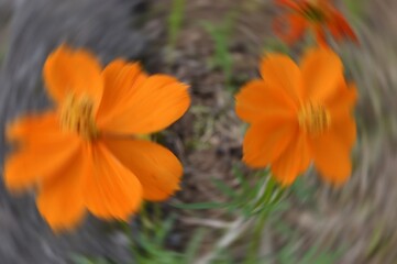 Radial Blurry Colored Floral Background Of Cosmos Sulphureus. Art Image. Spring Season Concept. Defocused.