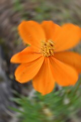 Radial Blurry Colored Floral Background Of Cosmos Sulphureus. Art Image. Spring Season Concept. Defocused.