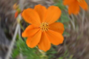Radial Blurry Colored Floral Background Of Cosmos Sulphureus. Art Image. Spring Season Concept. Defocused.