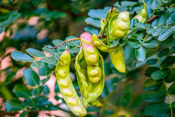 Caesalpinia spinosa pertenece a la familia Fabaceae.