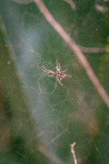 Araña tejiendo su tela en un arbusto.