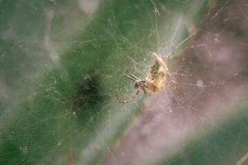 Araña tejiendo su tela en un arbusto.