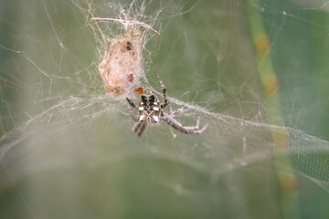 Araña tejiendo su tela en un arbusto.