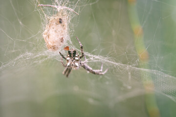 Araña tejiendo su tela en un arbusto.