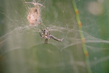 Araña tejiendo su tela en un arbusto.