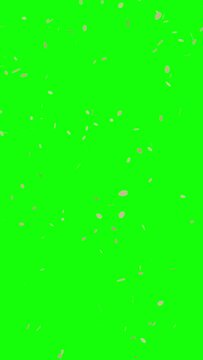 Cherry blossom petal falling or fluttering in wind, Spring animation background, Vertical video for smartphone footage, Chroma key green background