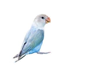 Cute of Lovebird parrot isolated on transparent background png file