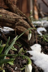 Beautiful blooming snowdrops growing outdoors. Spring flowers