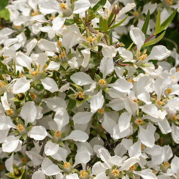 White Cliff Fendlerbush Blossoms Cover Image