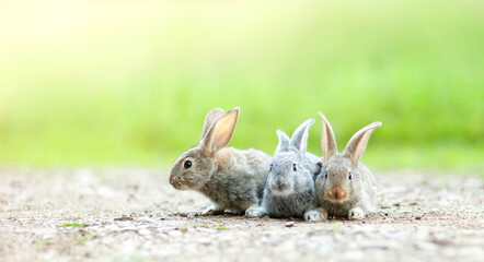 three gray rabbits on a rocky sunny path
