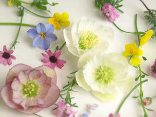 Fototapeta na wymiar 沢山の春の花の花びら、クリスマスローズとビオラの花、白背景、背景素材