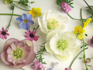 沢山の春の花の花びら、クリスマスローズとビオラの花、白背景、背景素材