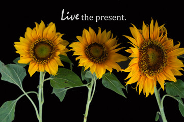 Life inspirational quote - Live the present. With three sunflowers plant on black background. Grateful, gratitude and happiness concept.