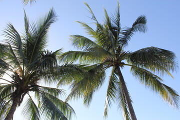 coconut palm tree
