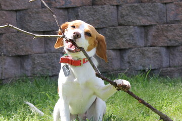 beagle dog sitting on the grass