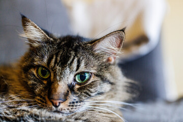 Cat watching a mouse
