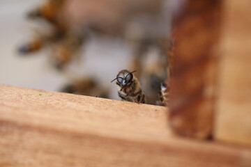 bee life