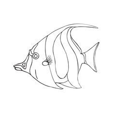 Vector hand drawn doodle sketch angel fish isolated on white background