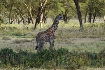 Kenya - Lake Naivasha - Sanctuary Farm - Giraffe