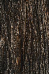 Texture of a tree