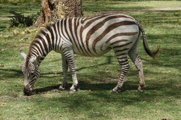 Kenya - Lake Naivasha - Sanctuary Farm - Zebra