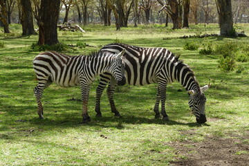 Fototapeta na wymiar Kenya - Lake Naivasha - Sanctuary Farm - Zebra