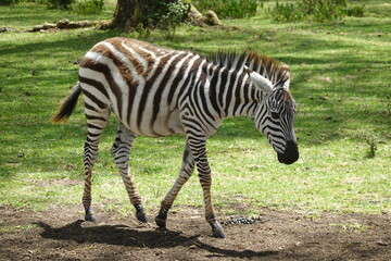 Fototapeta na wymiar Kenya - Lake Naivasha - Sanctuary Farm - Zebra
