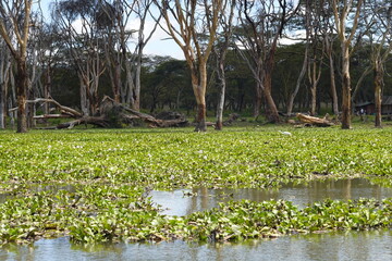 Kenya - Lake Naivasha - Sanctuary Farm - Boat View - Unusual Trees and Birds