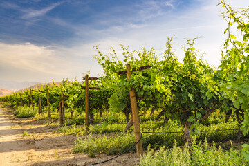 Naklejka premium Vineyard in California. A beautiful view of a vineyard, mountains and cloudy sky on background, California
