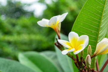 Blooming plumeria against a background of foliage. Tropical flowers.