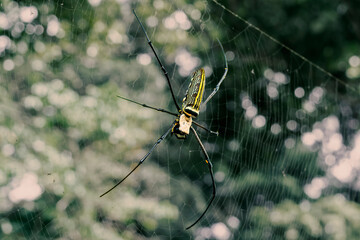 Large black and yellow spider sitting on a web. Close-up.