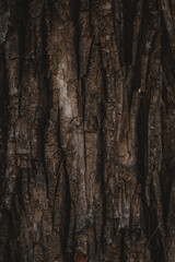 Obraz premium Texture