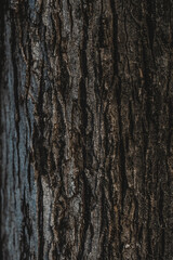 Bark of a tree