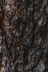 Bark of a tree